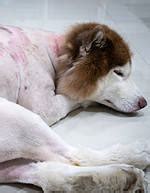 Skin Infections in Dogs: Types, Causes, Symptoms, and Treatments | Dog-Breeds.com