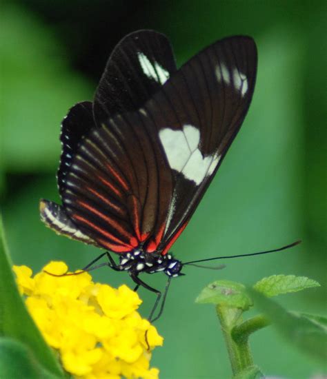 Feeding Butterfly Photograph by Richard Bryce and Family - Fine Art America