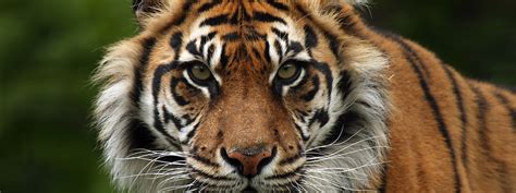 Sumatran Tiger | Species | WWF