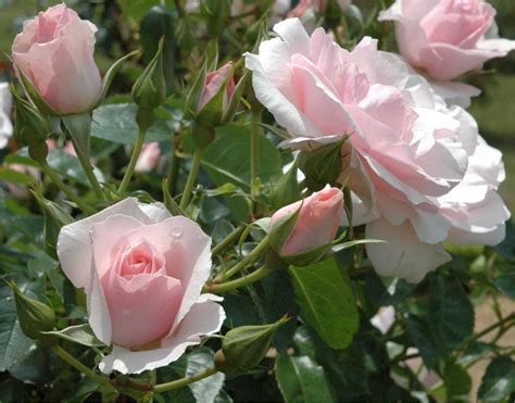 Rose Bride - Hybrid Tea Bush Rose