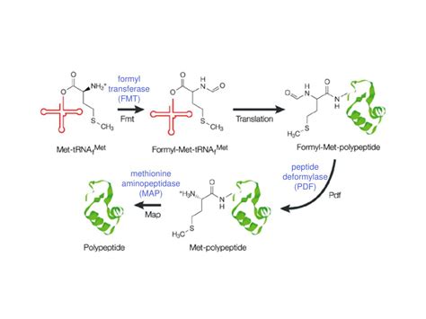 PPT - Protein modification PowerPoint Presentation, free download - ID:441828