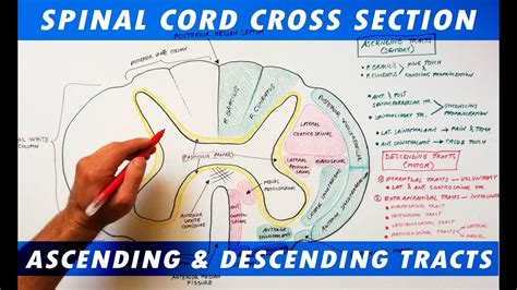 îndoială bolț reziduu spinal cord cross section replică copilărie regla