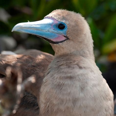 Premium Photo | Red-footed booby (sula sula), genovesa island, galapagos islands, ecuador