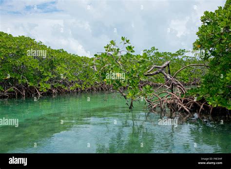 Belize, Tobacco Cay. Red mangrove (Rhizophora mangle) habitat (Large ...