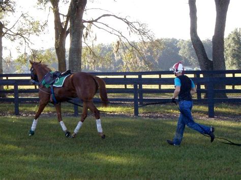 Racehorse Training Program - movementtracker