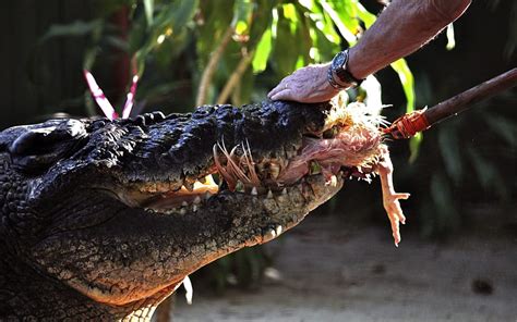 World's largest captive crocodile Cassius dies in Australia | RNZ News