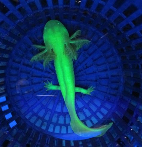 Glow in the Dark Axolotl