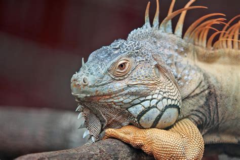 Wildlife Photography of Blue Iguana Lying on Tree · Free Stock Photo