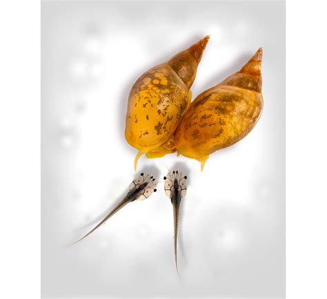 Snail Shells Add a New Twist to the Mystery of Animal Asymmetries | Articles | Smithsonian