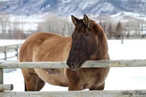 Winter Horse Photography by Ashley Cline - Equestrian Stylist