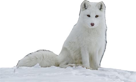 Arctic Fox PNG Images Transparent Free Download | PNGMart