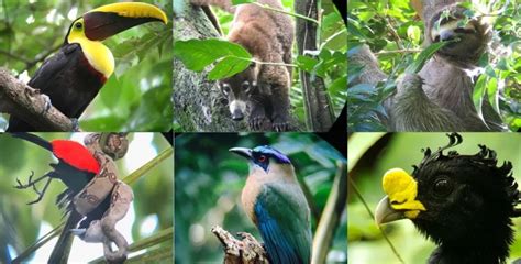 The Best Wildlife Tour in Costa Rica- Hacienda Baru - Castropolous