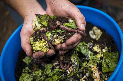 Vermicomposting for Kids - Greenability Magazine