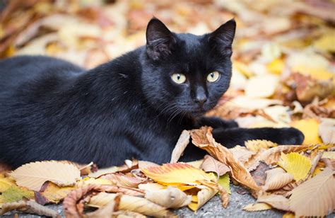 Vachtkleuren en patronen van katten | Een geschikte kat uitzoeken | Katten