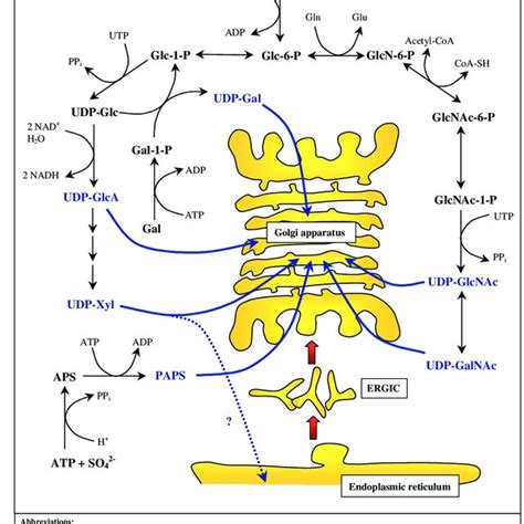 Structure of the different glycosaminoglycan chains. | Download Scientific Diagram