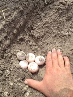 Gopher Tortoise Burrow Diagram - Wiring Diagram Pictures