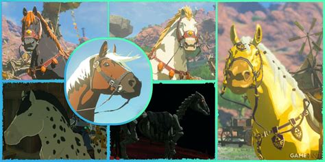 Zelda: Tears of the Kingdom - All Unique Horses ( Where to Find Them) | Flipboard