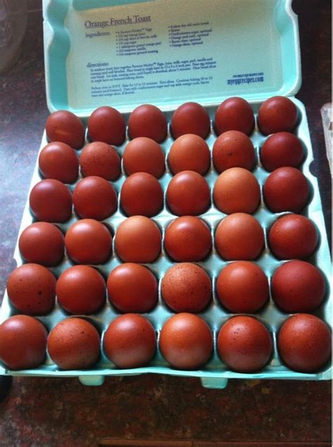 Our fresh dark brown eggs | Brown eggs, Food, Farm fresh