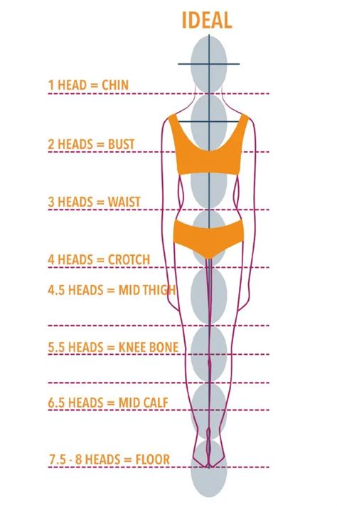 Understanding Body Proportions - The Creative Curator