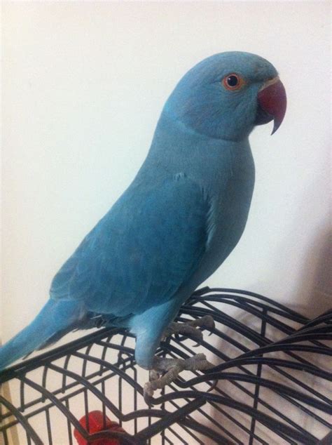 blue parrot my new obsession | Parrot, Pet birds, Ring necked parakeet