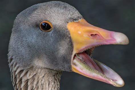 Do Ducks Have Teeth? - Inside a Duck's Beak