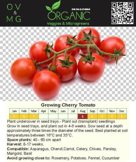 Cherry Tomato Seeds - Weleda Pharmacy Naturally Yours