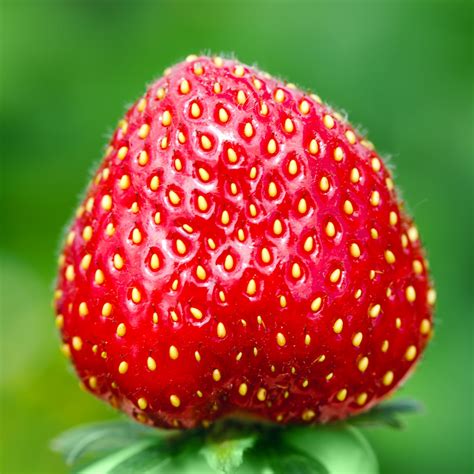 Strawberry Seeds Archives – Strawberry Plants