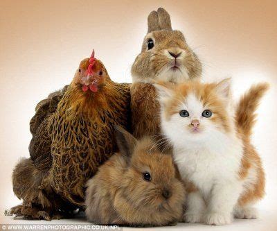 All together now! | Cute animal pictures, Cute animals, Animals