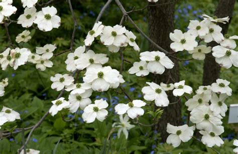 Canada’s (Unofficial) National Flower - Laidback Gardener