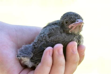 Nestling Baby Blue Jay Bird Stock Photo - Image of nestling, bird ...