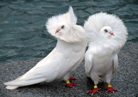 Birds who look like they're twice-divorced : r/DivorcedBirds