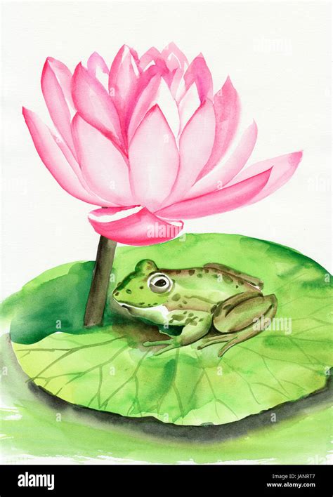 Frog sitting on a lotus leave under the flower Stock Photo - Alamy