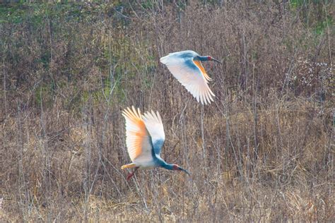 Crested ibis朱鹮 | Flying crested ibis. | Chi Zhang | Flickr