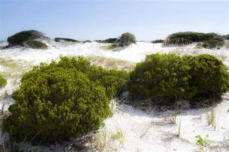 Grayton Beach State Park | SoWal.com