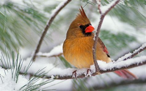 Oiseau Fond d'écran HD | Arrière-Plan | 1920x1200 | ID:362487 - Wallpaper Abyss