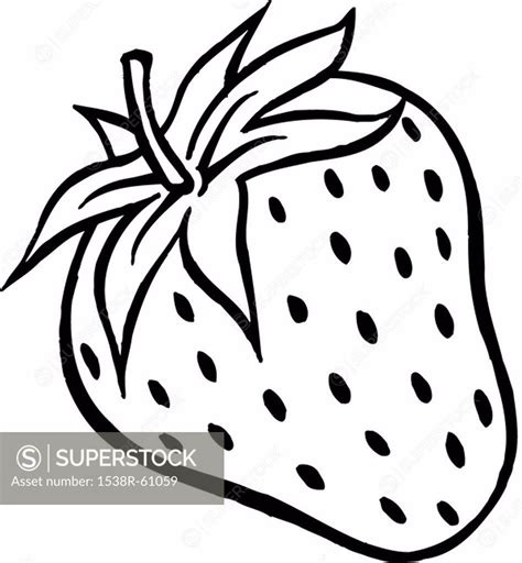 A black and white drawing of a plump strawberry - SuperStock