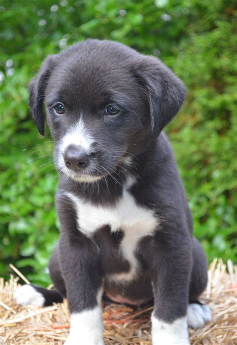 Meet Josie! She is a beautiful 8 week old female, Border Collie/Lab mix puppy that was rescued ...