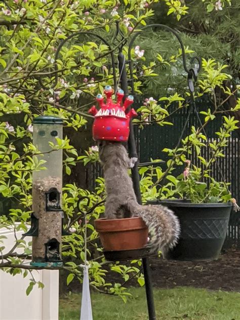 Funny Squirrel Feeder, Monster\Alien Head Squirrel Feeder,Garden Decor ...