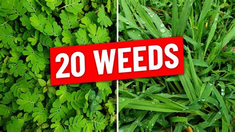 Weed Identification Identify 21 Common Weeds In Lawn | atelier-yuwa.ciao.jp