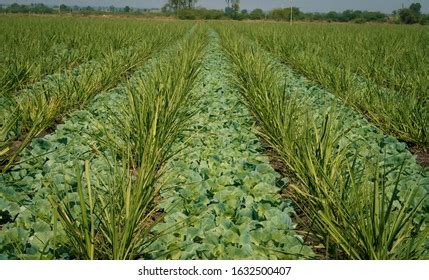 Inter Crops Photos and Images & Pictures | Shutterstock