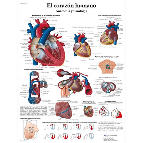 El corazón humano – Anatomía y fisiología Lámina | Anatomical 3D