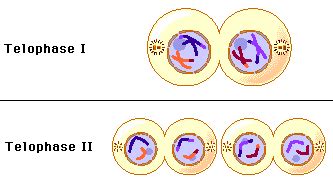 Meiose: Telophase I und II im Vergleich