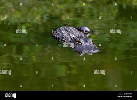 Alligator in the river Stock Photo - Alamy