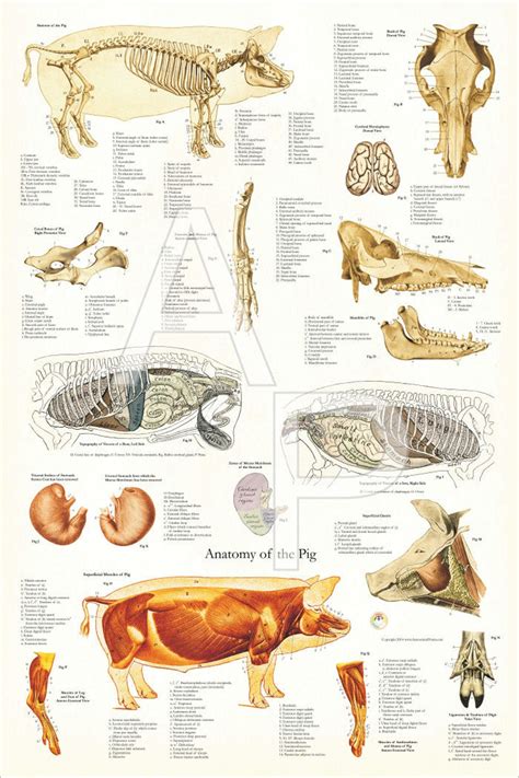 Schweine Anatomie Poster Tiermedizin Anatomie Muskelskelett - Etsy.de