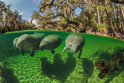 Meet manatees at Blue Spring State Park - Orlando on the Cheap