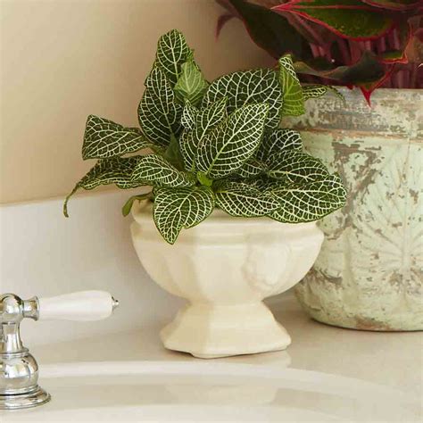 10 Best Low-Light Houseplants | Costa Farms