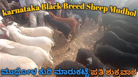 Mudhol Sheep and Goat Market | wholesale Market |Mutton & Farming Purposes | @gdfchannel8724 ...