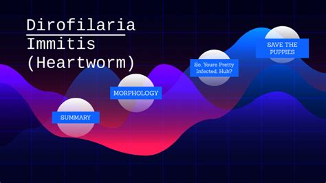 Dirofilaria Immitis by Tori Simmons on Prezi