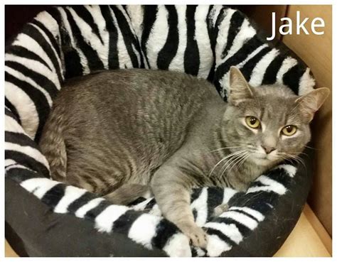 Jake is available for adoption at the Delran Petsmart. Kitty Cats, Cats ...