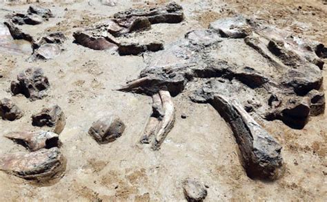 Dinosaur elephant fossils dating back 50,000 years found in China | Daily Star